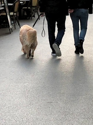 The Dogs of Barcelona