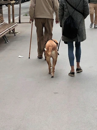 The Dogs of Barcelona