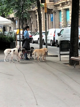The Dogs of Barcelona