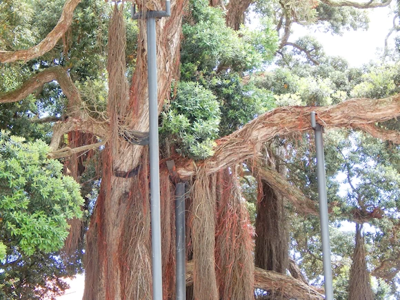 Campo de São Francisco Area