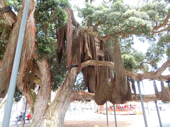 Campo de São Francisco Area