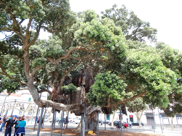 Campo de São Francisco Area