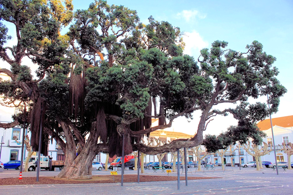 Campo de São Francisco Area