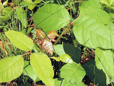 Poison Ivy Everywhere in Park