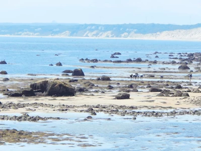 Tidal Flats View
