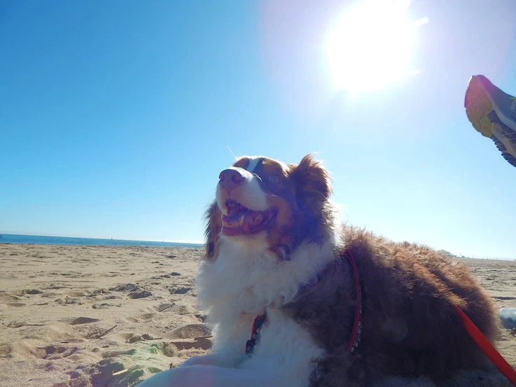Our dog Maggie relaxing on the beach next to the Boardwalk