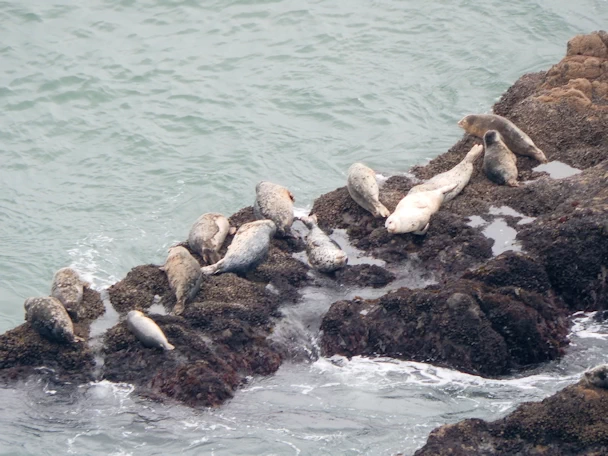 Bonita Point: Harbor Seals on the Rocks