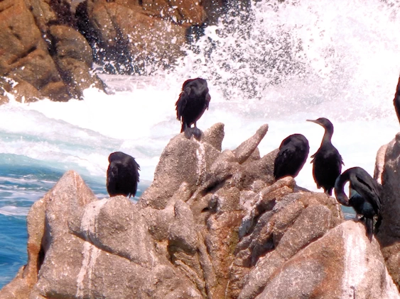 Birds in the Spray at Coal Shute Point