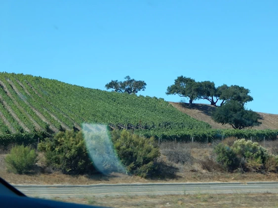 Our 2021 Pacific Coast Highway/Big Sur Image Gallery