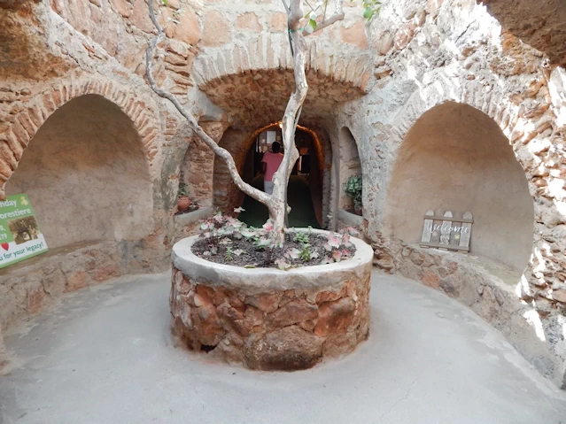 Citrus Tree