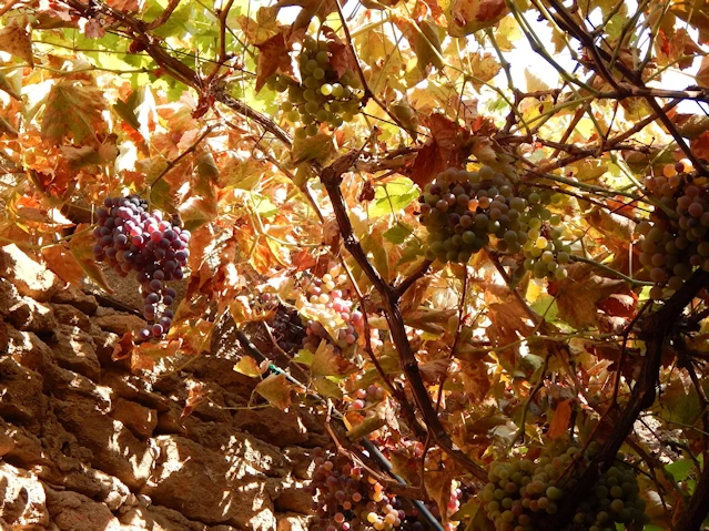 Grape Vines