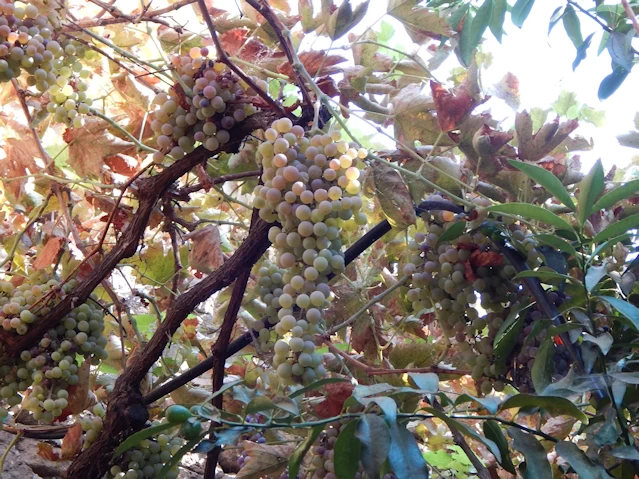 Grape Vines