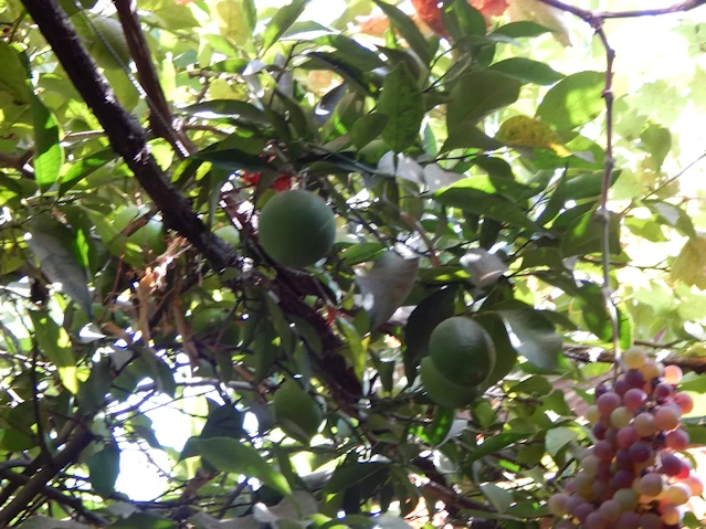 Lemon Trees
