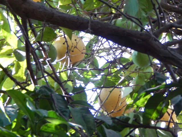 Lemon Trees