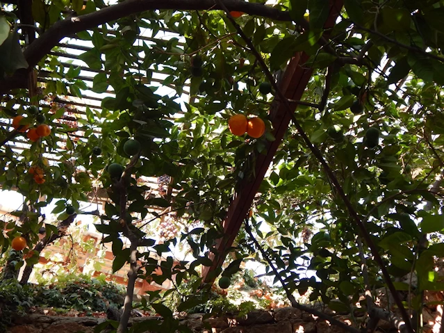 Orange Tree