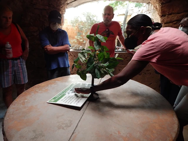 Explore the wonder of Forestiere Underground Gardens. Discover a man-made marvel & lush hidden world beneath Fresno, California