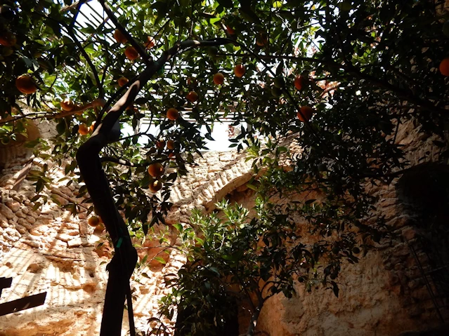 Pear Tree
