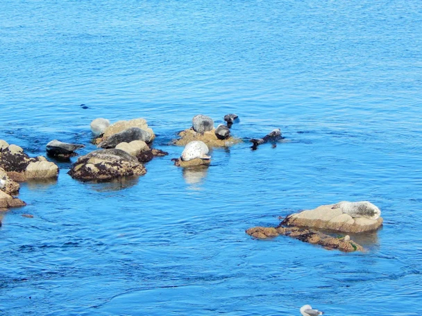 Monterey Visit: Harbor Seals in Monterey Bay