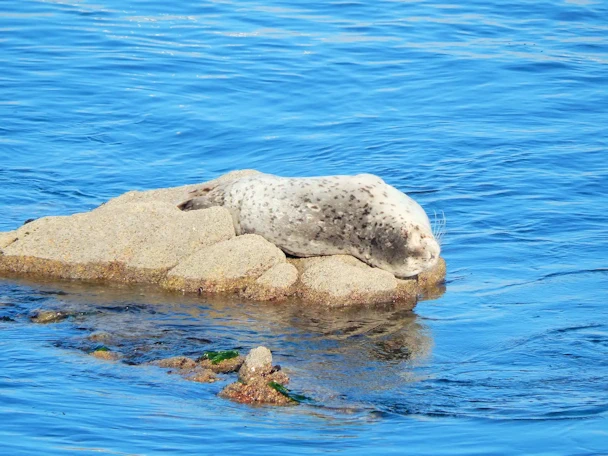 Monterey Visit: Harbor Seals in Monterey Bay