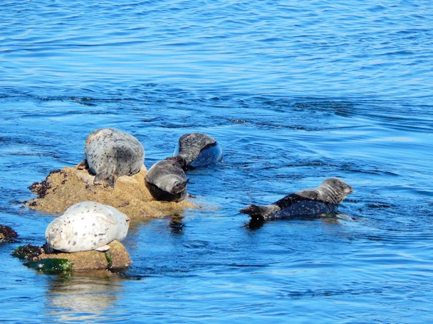 Monterey Visit: Harbor Seals in Monterey Bay