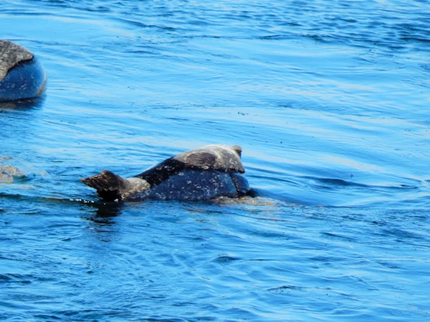 Monterey Visit: Harbor Seals in Monterey Bay