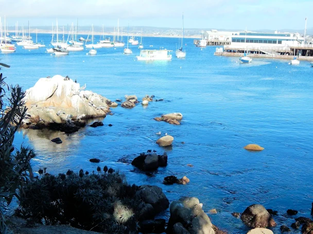 Monterey Visit: Harbor Seals in Monterey Bay