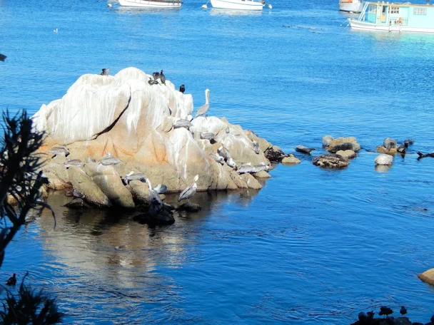 Monterey Visit: Birds & Harbor Seals in Monterey Bay