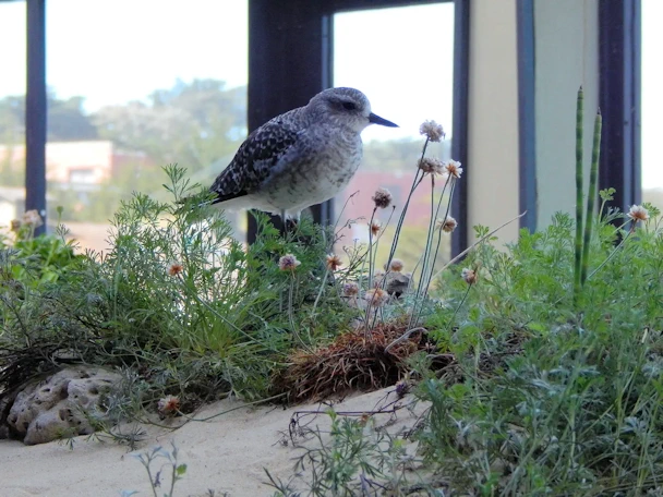 Monterey Visit: Sandy Shore & Aviary