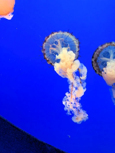 Aquarium Adventure & Breathtaking Coast - Exploring Monterey, California