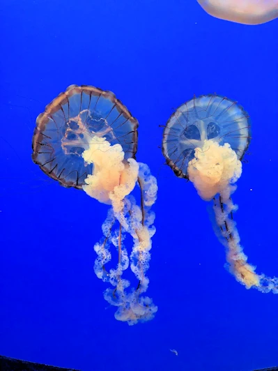 Aquarium Adventure & Breathtaking Coast - Exploring Monterey, California