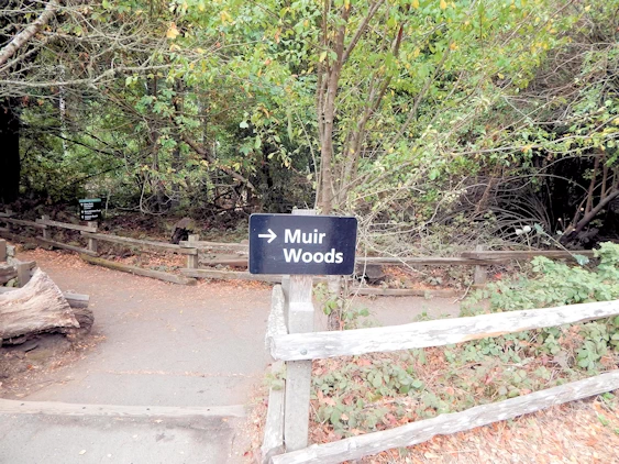 Muir Woods Main Loop Trail