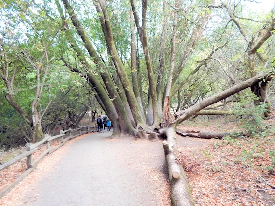 Images and narrative from our 2021 Trip to Muir Woods, CA.