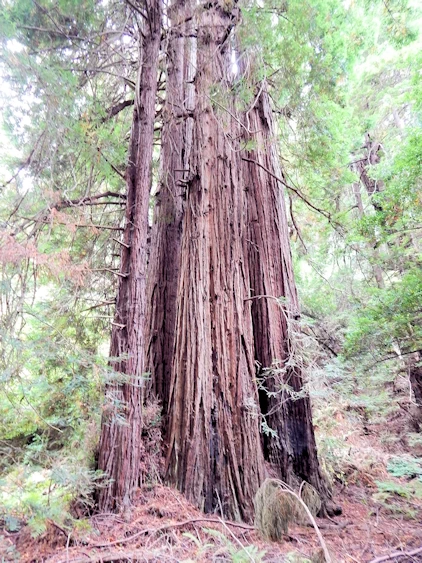 Images and narrative from our 2021 Trip to Muir Woods, CA.