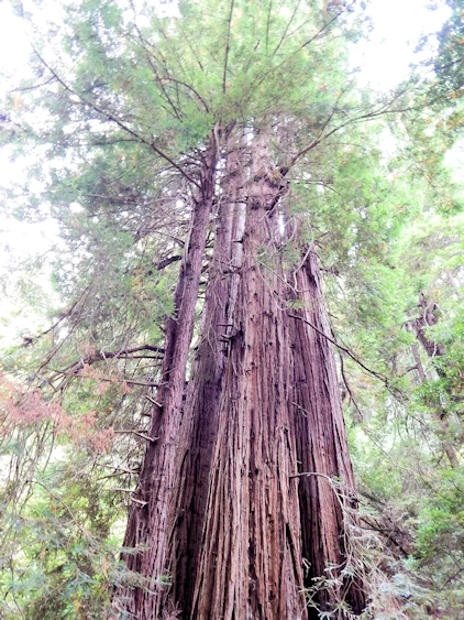 Images and narrative from our 2021 Trip to Muir Woods, CA.