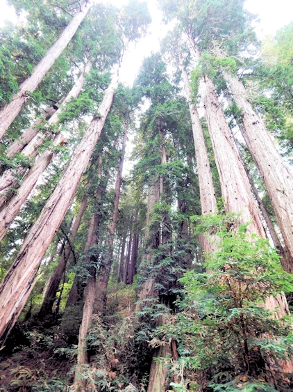 Images and narrative from our 2021 Trip to Muir Woods, CA.