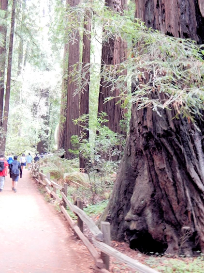 Images and narrative from our 2021 Trip to Muir Woods, CA.