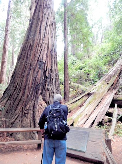 Images and narrative from our 2021 Trip to Muir Woods, CA.