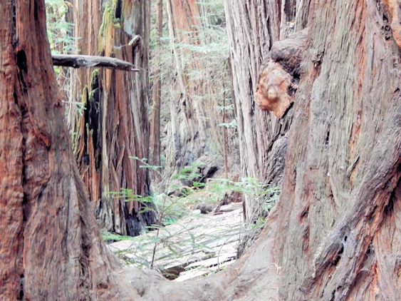 Muir Woods Main Loop Trail