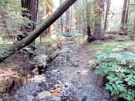 Muir Woods Main Loop Trail