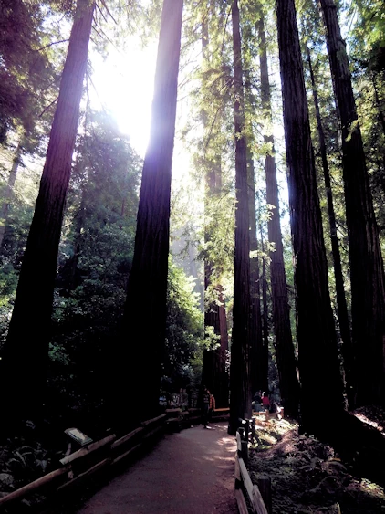 Images and narrative from our 2021 Trip to Muir Woods, CA.