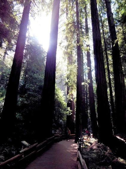 Redwood Trees