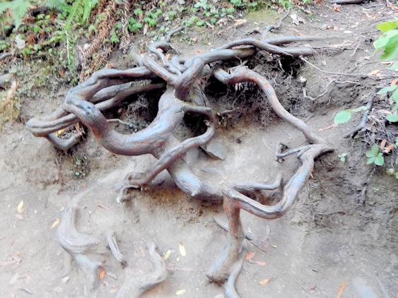 Redwood Tree Root System