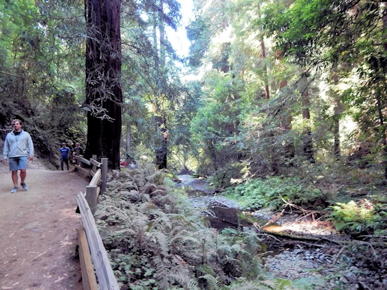 Images and narrative from our 2021 Trip to Muir Woods, CA.