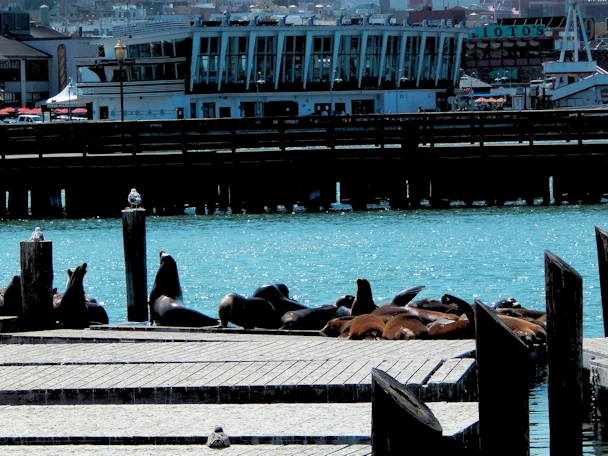 San Francisco: Sea Lion Viewing Area