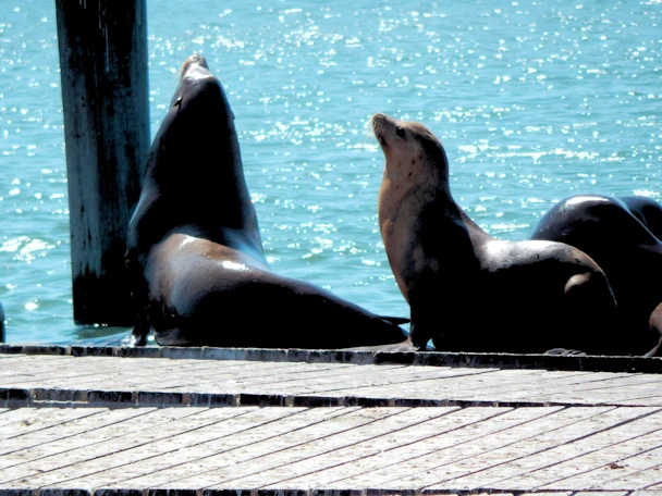 San Francisco: Sea Lions Barking