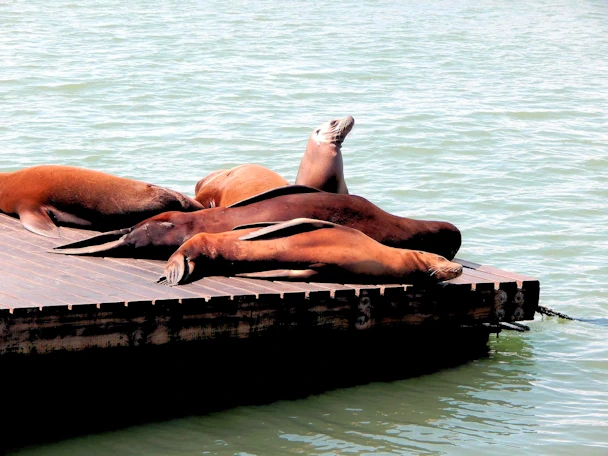 San Francisco: Sea Lions Snoozing
