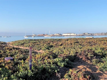 Santa Barbara: Stearns Wharf in the near Distance