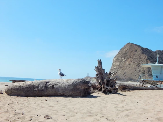 Santa Monica: Sycamore Canyon Campground Beach
