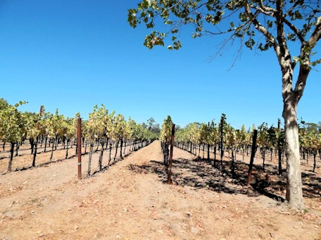 Santa Rosa: Deloach Vineyards