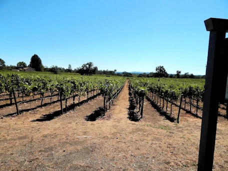 Santa Rosa: Deloach Vineyards